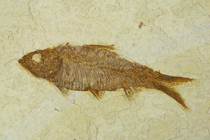Fossil Fish (Knightia) - Wyoming #295564
